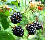 Blackberries.Photo